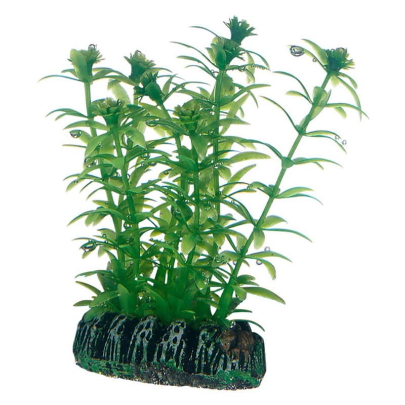 Hobby Lagarosiphon HOBBY  Plantes