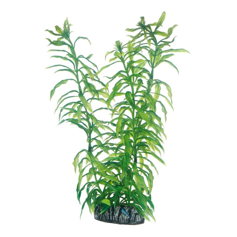 Hobby Heteranthera HOBBY  Plantes