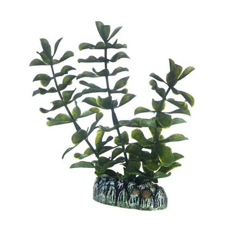 Hobby Bacopa HOBBY  Plantes