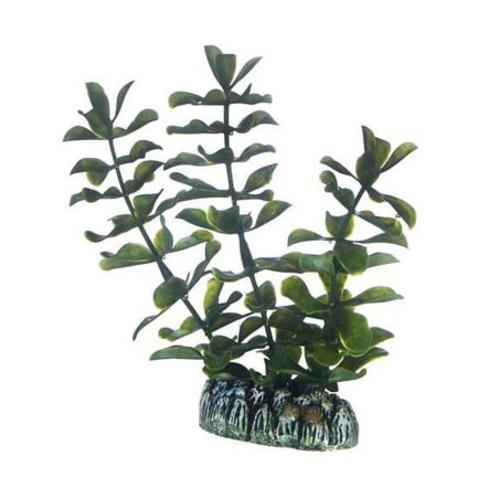 Hobby Bacopa HOBBY  Plantes