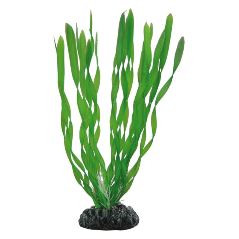 Hobby Vallisneria HOBBY  Plantes