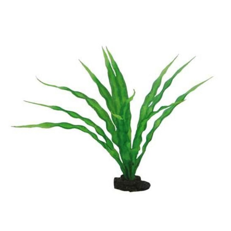 Hobby Crinum HOBBY 4011444415066 Plantes