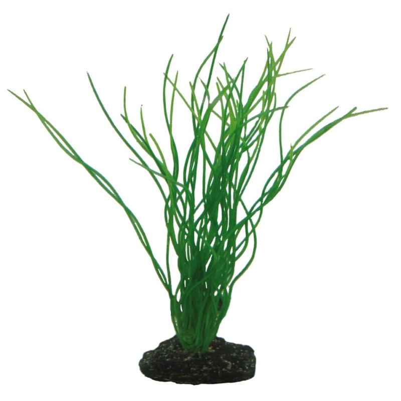 Hobby Sagittaria HOBBY 4011444415028 Plantes