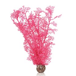 Oase Biorb Corail rose OASE  Plantes