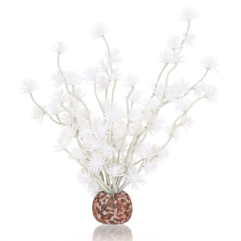 Oase Biorb boule de bonsai  OASE  Plantes