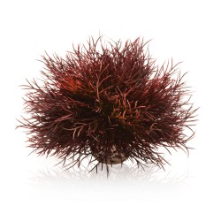 Oase Biorb plante Lys de mer  OASE  Plantes