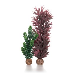 Oase Biorb Perles de mer & algues  OASE 822728550731 Plantes