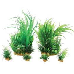 Zolux Plantkit Jalaya ZOLUX  Plantes