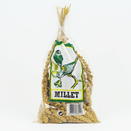 Millet jaune d'Anjou en grappe - Moreau MOREAU   Canaris