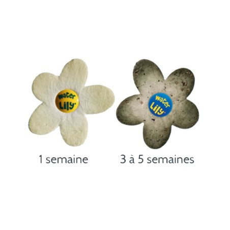 Brosse de ligne d’eau + 2 tampons de remplacement - Bayrol