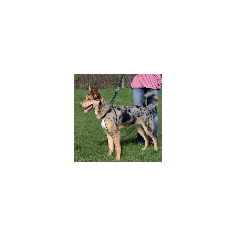 Harnais de dressage Trixie EasyWalk