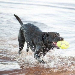 Jouet Kong AirDog Football   Jouets Kong