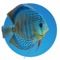 Magasin Aquariophilie : Produits et Accessoires pour Poisson