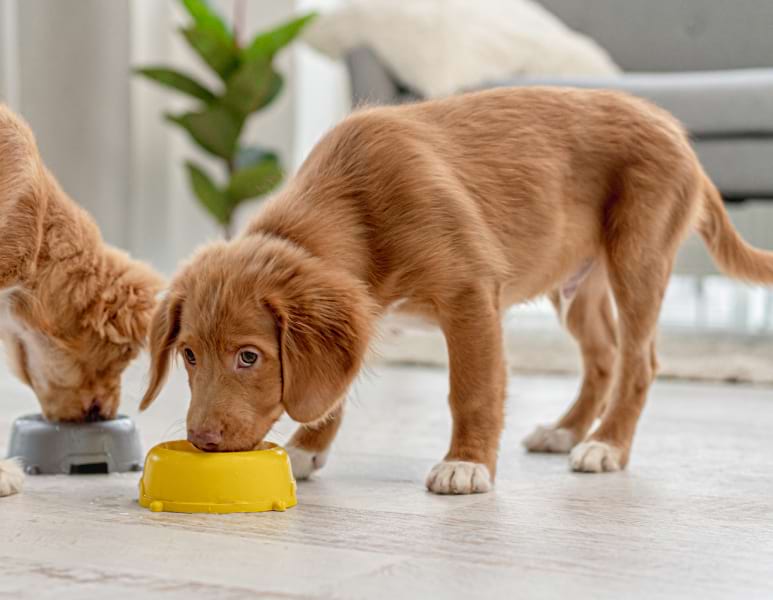 Photographie d'un chien mangeant dans une gamelle