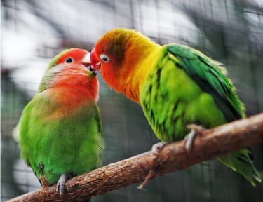 Photographie de deux oiseaux