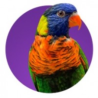 Boutique Pour Oiseaux : Produits, Accessoires & Alimentation Oiseau