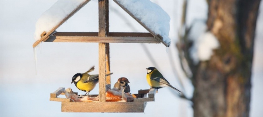5 conseils pour nourrir les oiseaux du jardin