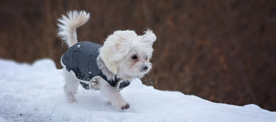 Habiller son chien en hiver : Bonne ou mauvaise idée ? 