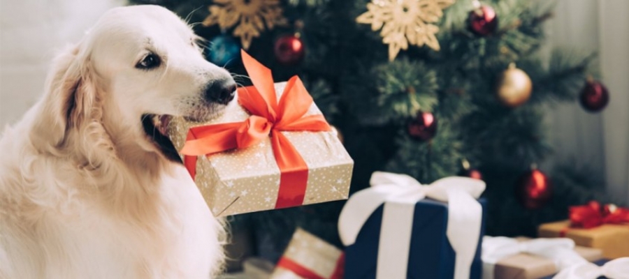 5 idées de cadeaux pour le Noël de votre chien 