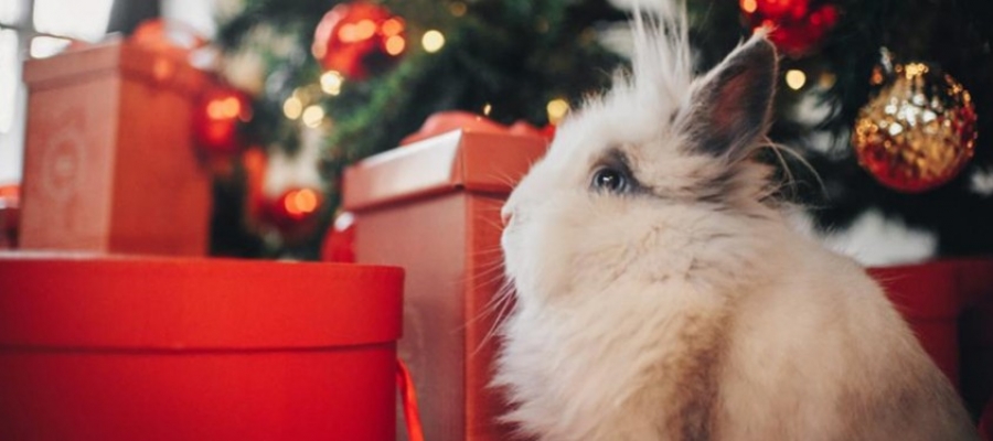 5 idées de cadeaux pour le Noël de votre rongeur